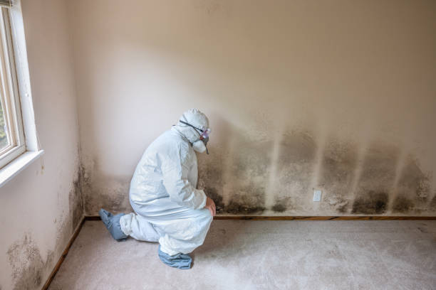 Best Mold Documentation for Insurance Claims  in Lavon, TX